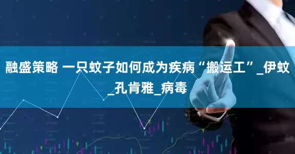 融盛策略 一只蚊子如何成为疾病“搬运工”_伊蚊_孔肯雅_病毒